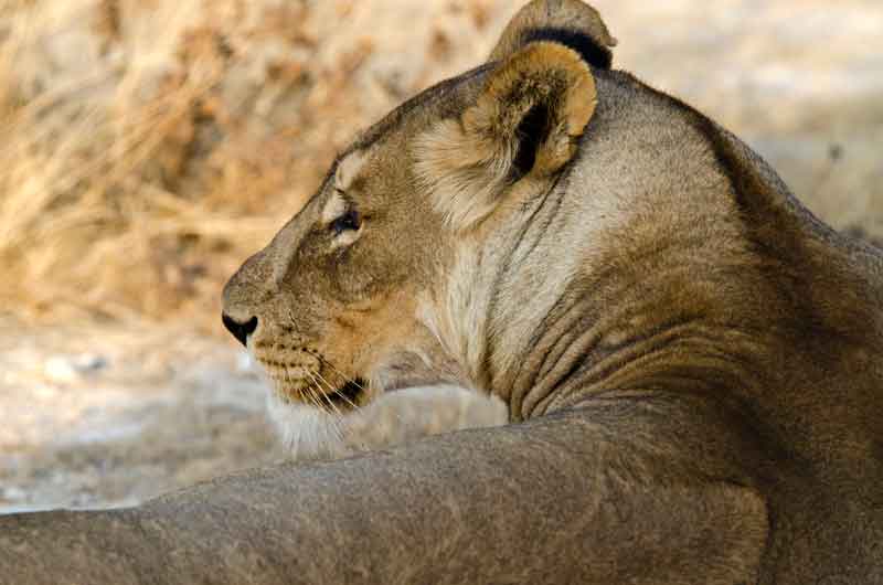 84 - Namibia - leones comiendo - parque nacional de Etosha
